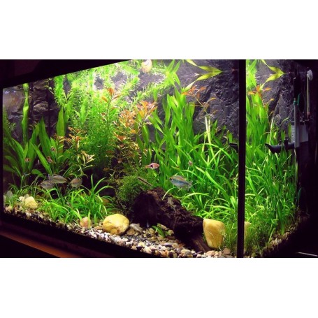 EBOOK - Coltivazione Delle Piante In Acquario Acqua Dolce, Consigli