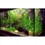 EBOOK - Coltivazione Delle Piante In Acquario Acqua Dolce, Consigli